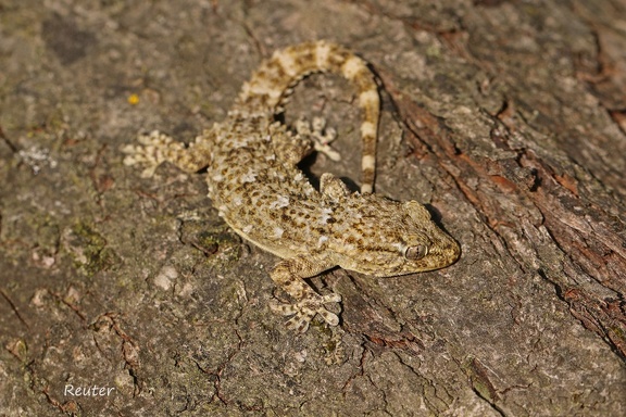 Mauergecko (Tarentola mauritanica)
